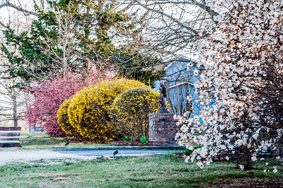 What I See (c)2017 PicsbyJax #spring #whatisee #walkthedog #bloomingbushesbatman #peachblooms #sunflare-0242.jpg
