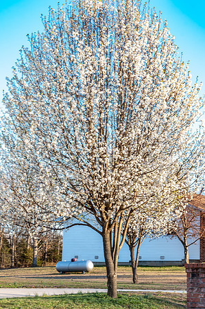 What I See (c)2017 PicsbyJax #spring #whatisee #walkthedog #bloomingbushesbatman #peachblooms #sunflare-0237.jpg