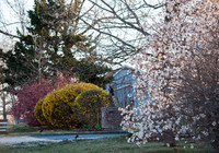 What I See (c)2017 PicsbyJax #spring #whatisee #walkthedog #bloomingbushesbatman #peachblooms #sunflare-0243.jpg