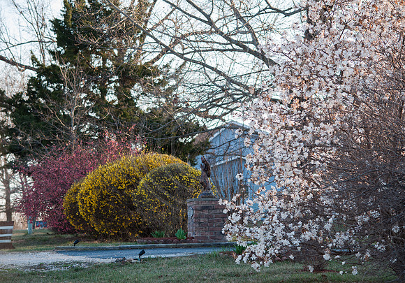 What I See (c)2017 PicsbyJax #spring #whatisee #walkthedog #bloomingbushesbatman #peachblooms #sunflare-0243.jpg