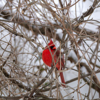 Snow Day Birds 2020 © PicsbyJax-2410.jpg