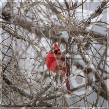 Snow Day Birds 2020 © PicsbyJax-2410.jpg