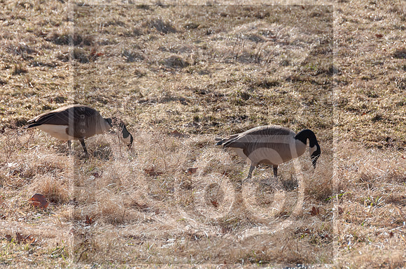 Lone Elk Park (C)PicsbyJax-0099.jpg