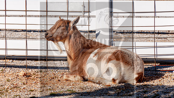 Dillon at the Farm Park-0123.jpg