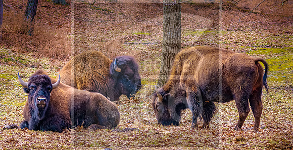 Lone Elk Park (C)PicsbyJax-07-Edit.jpg