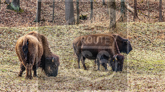 Lone Elk Park (C)PicsbyJax-01.jpg
