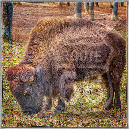 Lone Elk Park (C)PicsbyJax-08-Edit.jpg