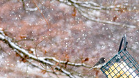 Snow Day Birds 2020 © PicsbyJax-2354.jpg