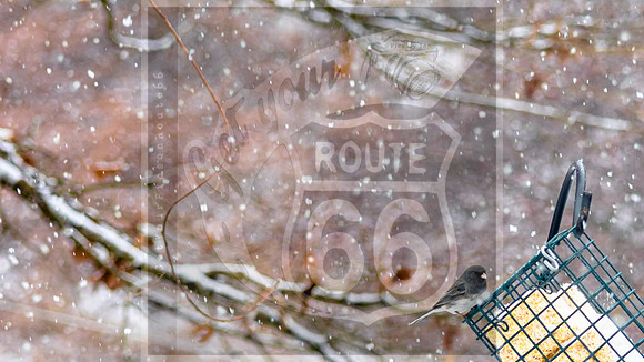 Snow Day Birds 2020 © PicsbyJax-2354.jpg