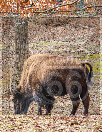 Lone Elk Park (C)PicsbyJax-02.jpg