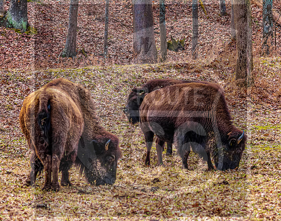 Lone Elk Park (C)PicsbyJax-06.jpg