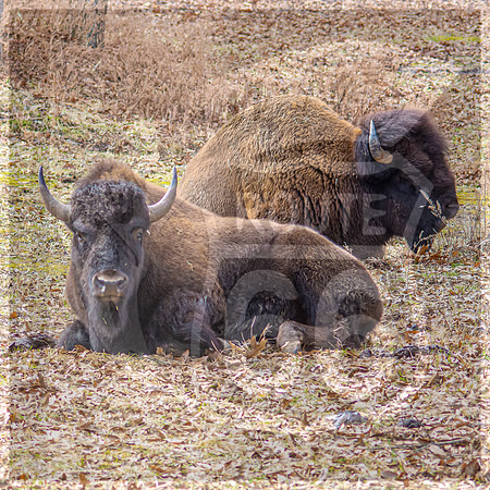 Lone Elk Park (C)PicsbyJax-09.jpg