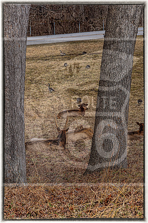Lone Elk Park (C)PicsbyJax-0024-Edit.jpg