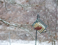 Snow Day Birds 2020 © PicsbyJax-2359.jpg