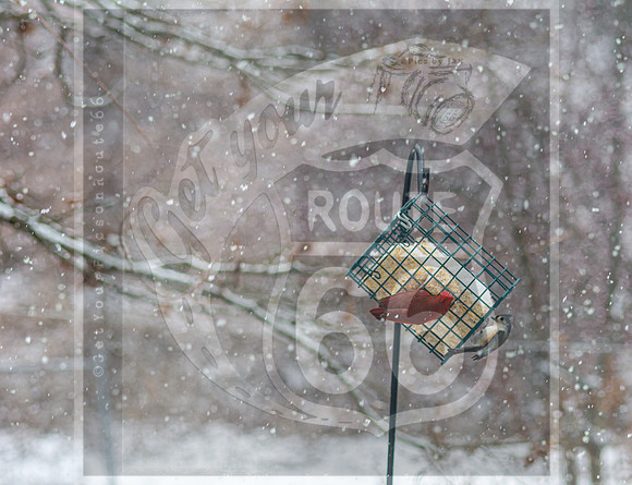 Snow Day Birds 2020 © PicsbyJax-2359.jpg