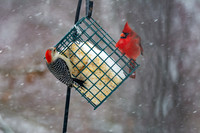 Snow Day Birds 2020 © PicsbyJax-2386.jpg