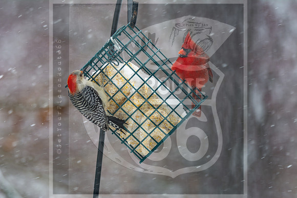 Snow Day Birds 2020 © PicsbyJax-2386.jpg