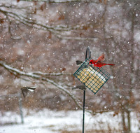 Snow Day Birds 2020 © PicsbyJax-2358.jpg