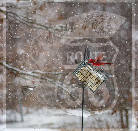 Snow Day Birds 2020 © PicsbyJax-2358.jpg