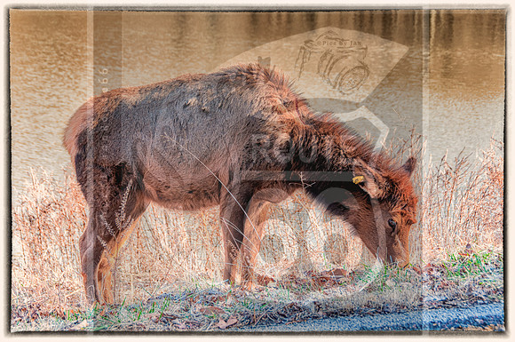 Lone Elk Park (C)PicsbyJax-0110-Edit.jpg