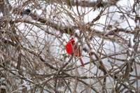 Snow Day Birds 2020 © PicsbyJax-2406.jpg