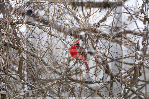 Snow Day Birds 2020 © PicsbyJax-2406.jpg