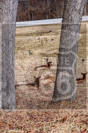 Lone Elk Park (C)PicsbyJax-0024.jpg