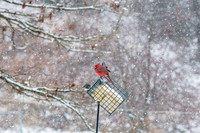 Snow Day Birds 2020 © PicsbyJax-2364.jpg