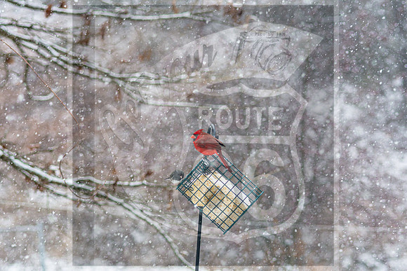 Snow Day Birds 2020 © PicsbyJax-2364.jpg
