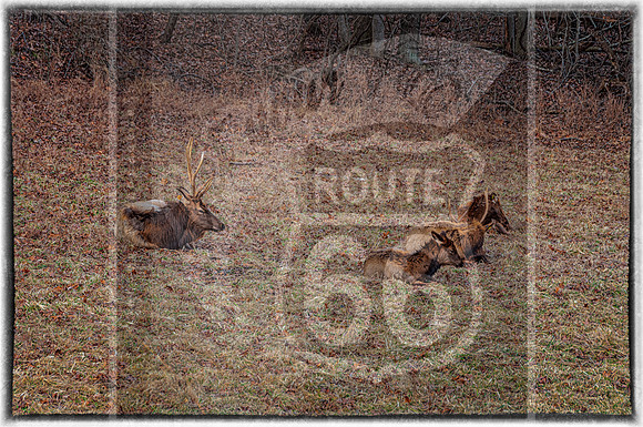 Lone Elk Park (C)PicsbyJax-0019-Edit-Edit-2.jpg