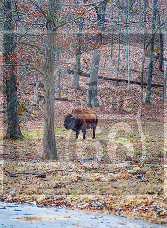 Lone Elk Park (C)PicsbyJax-0060-Edit-Edit.jpg