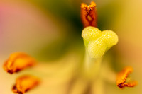 Macro Lens Testing Flowers © PicsbyJax-3600.jpg