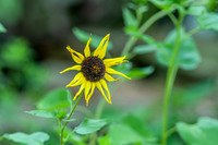 DSC_0774.jpg