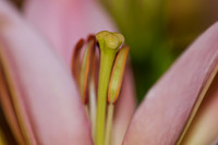 Macro Lens Testing Flowers © PicsbyJax-0030.jpg