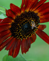 DSC_0798.jpg