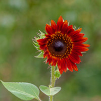 DSC_0769.jpg