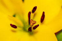 Macro Lens Testing Flowers © PicsbyJax-0026.jpg