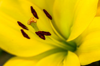 Macro Lens Testing Flowers © PicsbyJax-3610.jpg