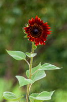 DSC_0768.jpg