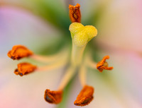Macro Lens Testing Flowers © PicsbyJax-3603.jpg