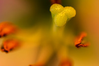 Macro Lens Testing Flowers © PicsbyJax-3598.jpg