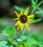 DSC_0775.jpg