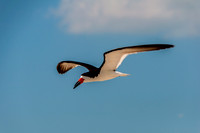 PicsbyJax-0218.jpg