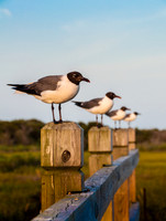 NC Beach