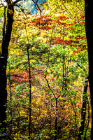Ha Ha Tonka 2015 -5586.jpg