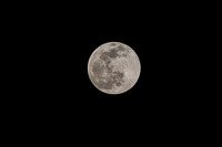 Snow Moon 02082020 © PicsbyJax-2977.jpg