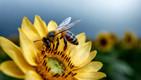 Bees
