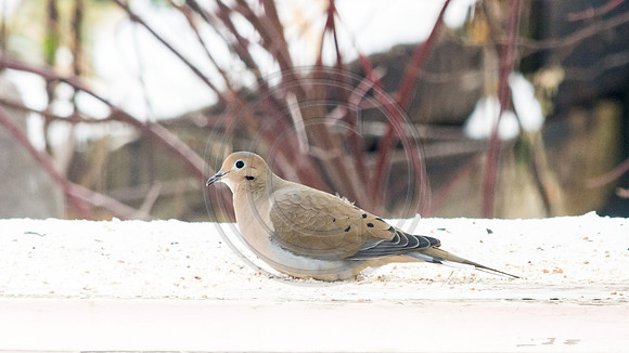 Snow Birds (c)PicsbyJax #snow #birds #wildlife #picsbyjax-0811.jpg