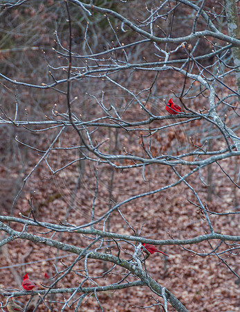 DSC_0053.jpg