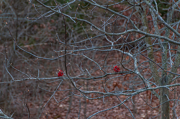 DSC_0056.jpg